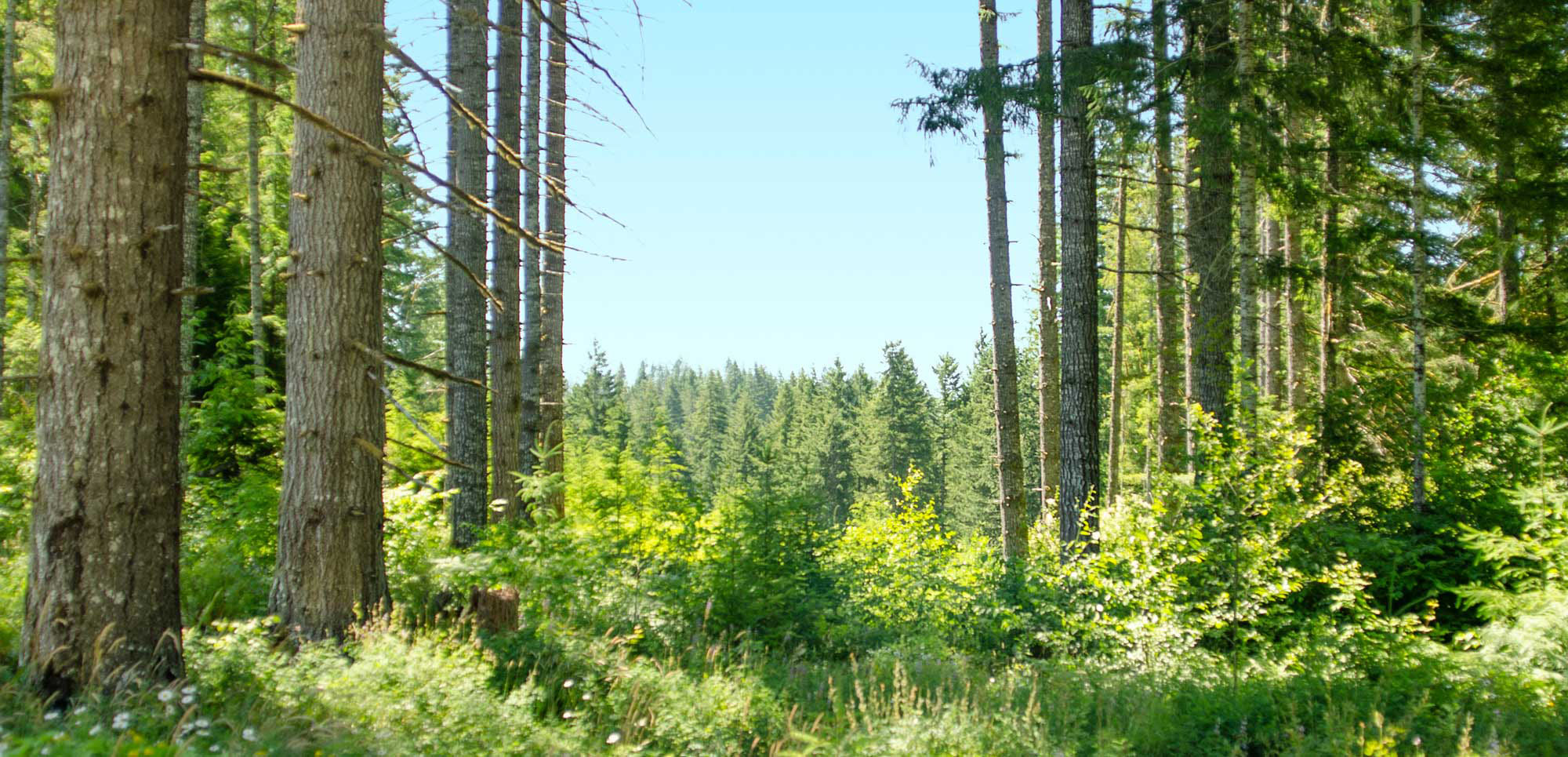 A sunny forest scene with tall trees spaced apart like curtains, revealing dense green foliage and a view of more trees in the distance.